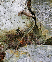 Common wall lizard (Podarcis muralis) pair sharing a rock crevice. Apennines, Italy, May.