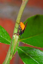 Rose sawfly (Arge ochropus) female cutting a groove in a rose stem in which to lay her eggs. Surrey, England, UK, June.