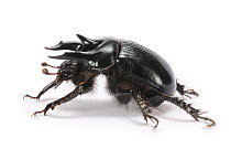 Minotaur beetle (Typhaeus typhoeus) male. Surrey, England, UK. October. Controlled conditions