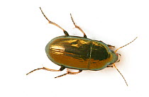 Common sun beetle (Amara aenea) on white background, Surrey, England, UK. Controlled conditions