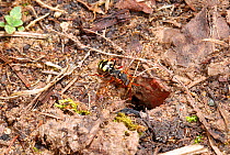 Cuckoo bee (Nomada ruficornis) entering burrow of Mining Bee (Andrena bimaculata). Surrey, England,