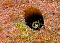Hairy-footed flower bee (Anthophora plumipes) male looking out from hole in brick wall. Surrey, England, UK, April.
