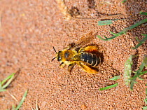 Hairy-legged mining bee(Dasypoda hirtipes) outside her burrow. Surrey, England, UK, July.