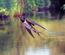Barn Swallow (Hirundo rustica) bringing food to the nest. Surrey, England, Digital composite