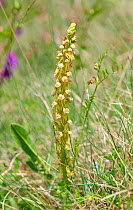Man Orchid (Orchis anthropophora). Apennines, Italy, May.