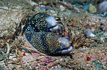 Snowflake moray eels (Echidna nebulosa) with plastic on the sea floor, Ambon, Indonesia.