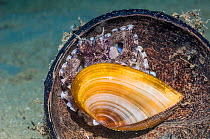 Veined or Coconut octopus (Amphioctopus marginatus) using half a coconut shell and half of a bivalve as shelter.  Ambon, Indonesia.