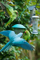 Rose-ringed or ring-necked parakeet (Psittacula krameri), blue mutation squabbling with normal coloured parakeet on bird feeder in garden.  London, UK.  The blue bird is ringed, possibly an escapee fr...