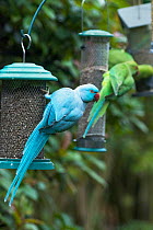 Rose-ringed or ring-necked parakeet (Psittacula krameri), blue mutation on bird feeder in garden, with normal coloured parakeet in background.  London, UK.  The blue bird is ringed, possibly an escape...