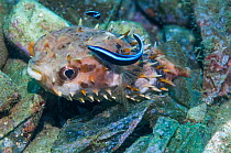 Orbicular burrfish or Shortspine porcupinefish (Cyclichthys orbicularis) with a Bluestreak cleaner wrasse ( Labroides dimidiatus)  Ambon, Indonesia.
