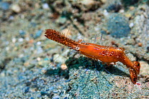 Donald Duck shrimp or Plume shrimp (Leander plumosus).  Ambon, Indonesia.
