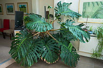 Cheese plant or Mexican bread plant.  (Monstera deliciosa) large house plant growing in office.  Native to Mexico and Central America.