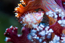 Soft coral cowrie (Primovula roseomaculata).  Ambon, Indonesia.