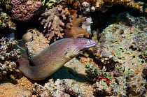 Geometric moray eel or Peppered moray (Siderea grisea).   Egypt,  Red Sea.