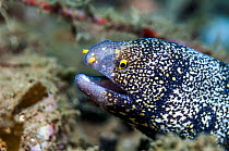 Snowflake moray eel (Echidna nebulosa)  Ambon, Indonesia.