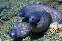 Three Greyface moray eels (Gymnothorax thyrosoideus) Ambon, Indonesia.