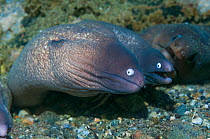Two Greyface moray eels (Gymnothorax thyrosoideus)  Ambon, Indonesia.