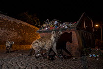 Spotted hyenas (Crocuta crocuta) scavenging from rubbish skip, Harar, Ethiopia