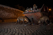 Spotted hyenas (Crocuta crocuta) scavenging from rubbish skip, Harar, Ethiopia