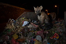 Spotted hyenas (Crocuta crocuta) scavenging from skip, Harar, Ethiopia