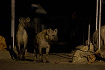 Spotted hyenas (Crocuta crocuta) in urban setting at night, Harar, Ethiopia