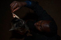 Man feeding Spotted hyenas (Crocuta crocuta) at night, Harar, Ethiopia, December 2017.