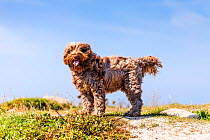 Domestic dog, mixed breed (Tibetan Terrier / Cocker Spaniel) by the sea in Brittany, France.