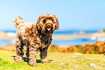 Domestic mixed breed (Tibetan Terrier / Cocker Spaniel) by the sea in Brittany, France..