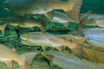 Atlantic salmon (Salmo salar) in river, Gaspe Peninsula, Quebec, Canada, October.