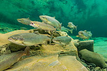 Atlantic salmon (Salmo salar) migration for spawning, in river, Gaspe Peninsula, Quebec, Canada, October.