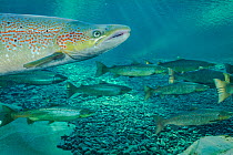 Atlantic salmon (Salmo salar) portrait, migrating to spawn in river, Gaspe Peninsula, Quebec, Canada, October.