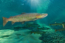 Atlantic salmon (Salmo salar) migrating to spawn in river, Gaspe Peninsula, Quebec, Canada, October.