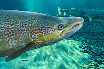 Atlantic salmon (Salmo salar) portrait, in river, Gaspe Peninsula, Quebec, Canada, October.