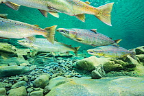 Atlantic salmon (Salmo salar) migrating for spawning in river, Gaspe Peninsula, Quebec, Canada, October.