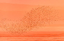Semipalmated sandpipers (Calidris pusilla) flock in flight over water at sunset, Johnson's Mills, Bay of Fundy, New Brunswick, Canada, July.