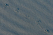 Piping plover (Charadrius melodus) tracks in sand, Nova Scotia, Canada, May.