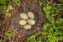 Common eider duck (Somateria mollissima) nest with five eggs, Nova Scotia, Canada, May.