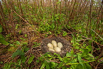 Common eider duck (Somateria mollissima) nest with five eggs, Nova Scotia, Canada, May.