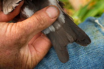 Leach's storm petrel (Oceanodroma leucorhoa) forked tail displayed by a researcher, Machias Seal Island, Bay of Fundy, New Brunswick, Canada, July.