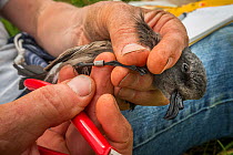 Leach's storm petrel (Oceanodroma leucorhoa) in a researcher's hand with a new ring on it's leg, Machias Seal Island, Bay of Fundy, New Brunswick, Canada, July, Vulnerable species.