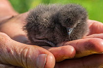 Leach's storm petrel (Oceanodroma leucorhoa) chick on a researcher's hand, Machias Seal Island, Bay of Fundy, New Brunswick, Canada, July, Vulnerable species.