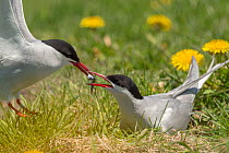 Arctic terns (Sterna paradisaea) male passing fish to female as part of courtship, Machias Seal Island, Bay of Fundy, New Brunswick, Canada, May.