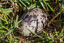 Arctic tern (Sterna arctica) egg in nest, Machias Seal Island, Bay of Fundy, New Brunswick, Canada, May.