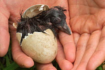 Atlantic puffin (Fratercula arctica) chick hatching in a researcher's hands, Machias Seal Island, Bay of Fundy, New Brunswick, Canada, July.