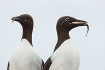 Two Common guillemots / murres (Uria aalge) with fish prey, the right one a Bridled guillemot morph with a white ring around the eye, Machias Seal Island, Bay of Fundy, New Brunswick, Canada, July.
