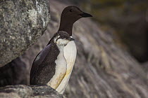 Common guillemot / murre (Uria aalge) with chick, Machias Seal Island, Bay of Fundy, New Brunswick, Canada, July.