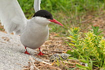 Arctic tern (Sterna paradisaea) stretching wings next to nest with two eggs in it, Machias Seal Island, Bay of Fundy, New Brunswick, Canada, May.