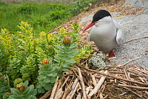Arctic tern (Sterna paradisaea) next to nest with two eggs, Machias Seal Island, Bay of Fundy, New Brunswick, Canada, May.