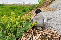 Arctic tern (Sterna paradisaea) on nest with an egg visible, Machias Seal Island, Bay of Fundy, New Brunswick, Canada, May.