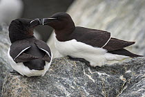 Razorbill (Alca torda) courtship, Machias Seal Island, Bay of Fundy, New Brunswick, Canada, May.